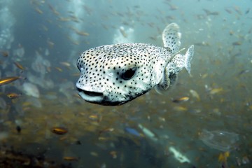 fish in aquarium