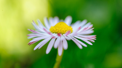 Obraz premium Beautiful daisy flower on spring green natural background