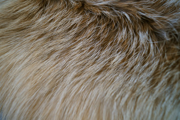 Warm furry fur Wild animal fox Natural background Texture Patern macro 