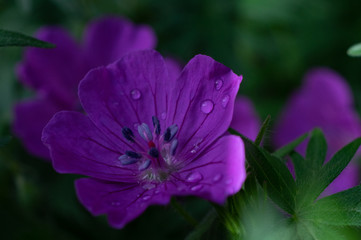 macrophotography of bright flowers with water drops on the petals in the green after the rain