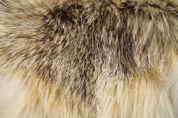 Natural background texture fur animals Fox Clothing Detail Macro photo