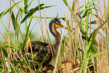 The purple heron nesting in bird colony in Lonjsko polje, Croatia