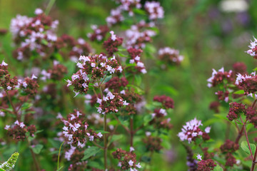 Purple flowers of origanum vulgare or common oregano, wild marjoram. Sunny day