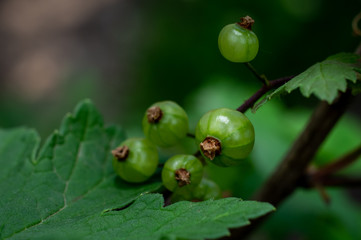 macrophotography of green currant berries with streaks in early spring in the garden