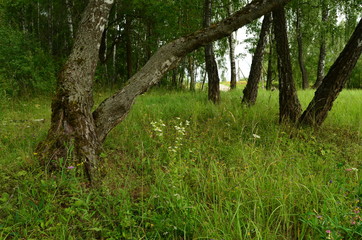 Summer field with flowers and birches photo