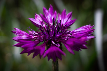 macrophotography of bright flowers with water drops on the petals in the green after the rain