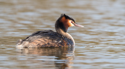 Great Crested Grebe Preening