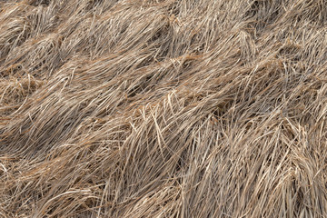 Dry grass of meadow in early spring