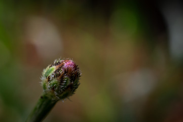 macrophotography of an unopened flower Bud in a garden in early spring