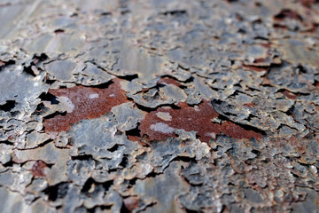 Grunge rusty metal texture. Corrosion of iron with streaks of rust. Selective focus.