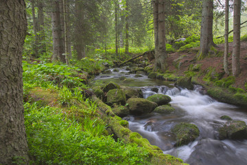 Fototapeta premium Las mieszany z małym strumieniem, Bawaria, Niemcy, Europa