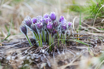 Morning walk through the woods in search of dream grass, the city of Boyarka. Kiev region. Ukraine. 03. 29. 2020