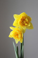 Yellow daffodils spring flower