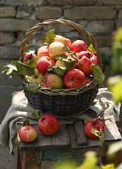 Gardening. Lots of red apples in a basket on an old wooden chair. The brick background and the leaves of the tree. Sunny day. Harvest of apples. Background image, copy space