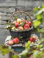 Gardening. Lots of red apples in a basket on an old wooden chair. The brick background and the leaves of the tree. Sunny day. Harvest of apples. Background image, copy space