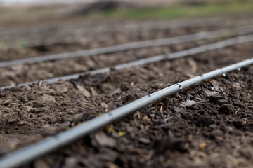 Drip irrigation on a field. Drip irrigation saves water