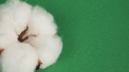 Close up of Cotton flower on green background.