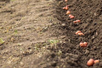 Preparing soil and potatoes for planting