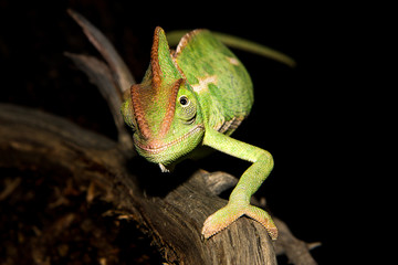 The chameleon is looking for food