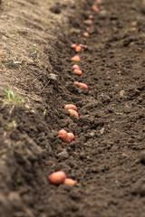 Planted potatoes in hte row. Rich productive soil