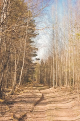Sunny spring road in yellow colors in a birch pine needle park forest. Hipster retro style photo processing