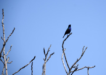 Palestine sunbird 