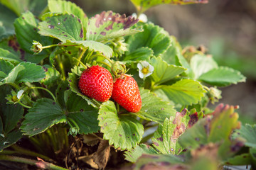 Close up of ripe organic strawberries on the plant in a greenhouse