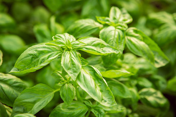 Close-up of a bush of basil aromatic plant