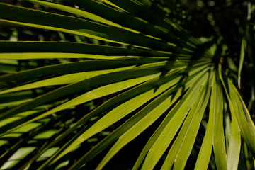 Palm Tree Leaf. Floral pattern background. Selective focus.