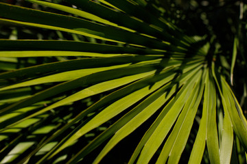 Obraz premium Palm Tree Leaf. Floral pattern background. Selective focus.