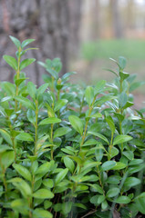 Bukszpan krzew ogrodowy