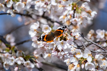 Admiral-Schmetterling in Kirchblüten