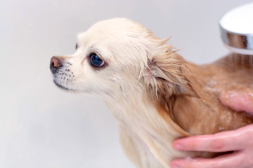 Chihuahua dog wet in the bath. A young female owner washes her dog at home.