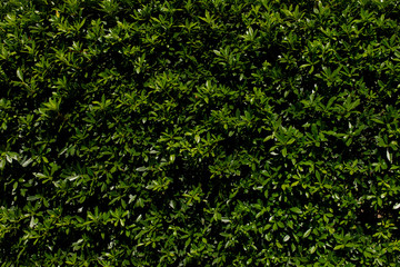 Green nature wall abstract textured background.