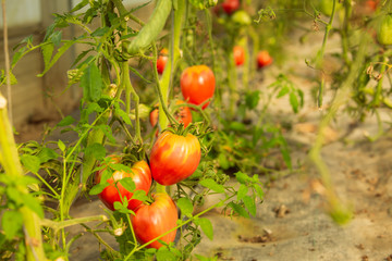 Ripe tomatoes on the plant in a greenhouse