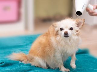 Chihuahua dog blow-drying. A young housewife is drying her dog.