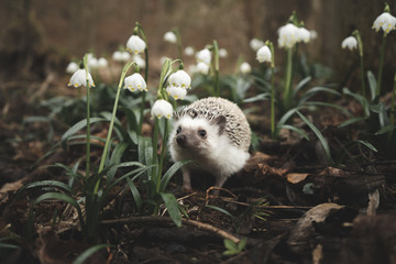 cute hedgehog and snowflakes © martynanysk