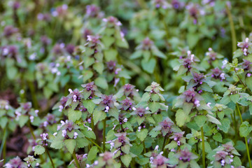 group of wild  lamium purpureum in a field