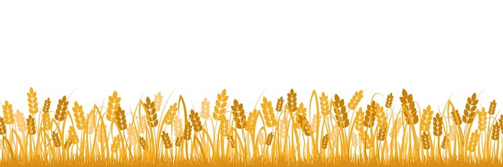 Cartoon yellow wheat field background isolated on white. Golden autumn harvest oat grain natural rural meadow farm agriculture landscape backdrop vector flat illustration