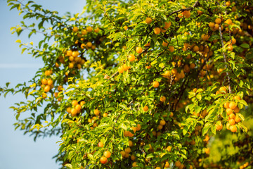 Ripe yellow fruit in a tree, bathing in the sunlight