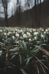 Beautiful snowflakes in the dark forest