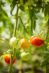Ripe tomatoes on the plant in a greenhouse