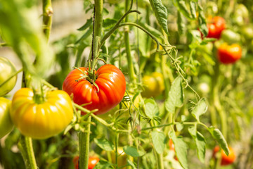 Ripe tomatoes on the plant in a greenhouse