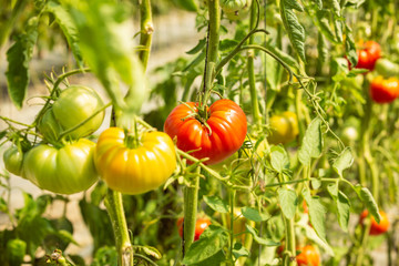 Ripe tomatoes on the plant in a greenhouse