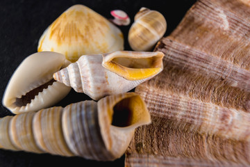 Small shells and sea shells. Macro photography