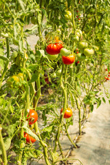 Ripe tomatoes on the plant in a greenhouse