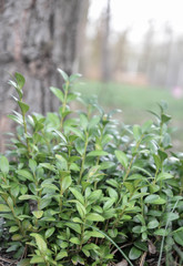 Bukszpan krzew ogrodowy