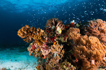 Fototapeta na wymiar Raja Ampat Coral Garden Indonesia