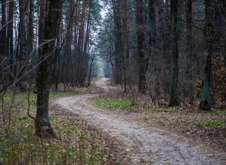 Morning walk through the woods in search of dream grass, the city of Boyarka. Kiev region. Ukraine. 03. 29. 2020