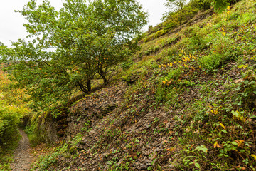 Moselsteig bei Treis-Karden